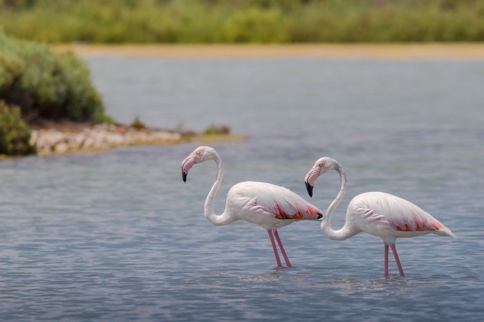 flamencos formentera