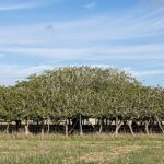formentera fig tree
